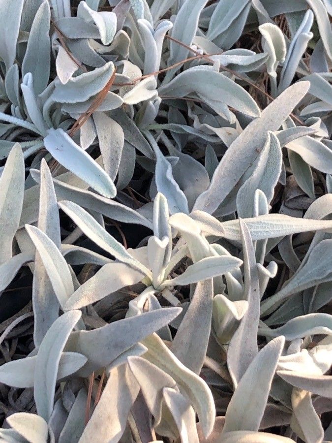 Phlomis × composita — search result for 'Phlomis'