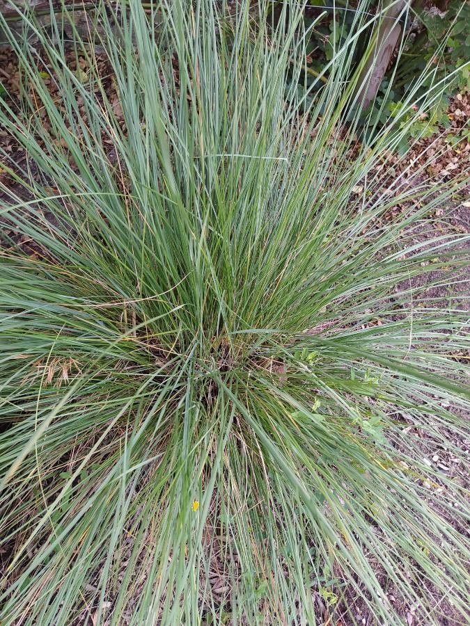 Festuca burgundiana — search result for 'Festuca'