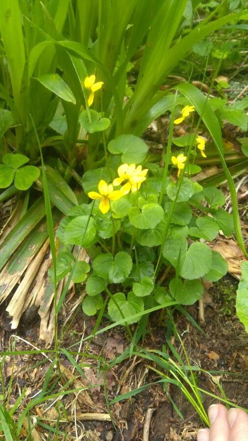 Viola sempervirens flower