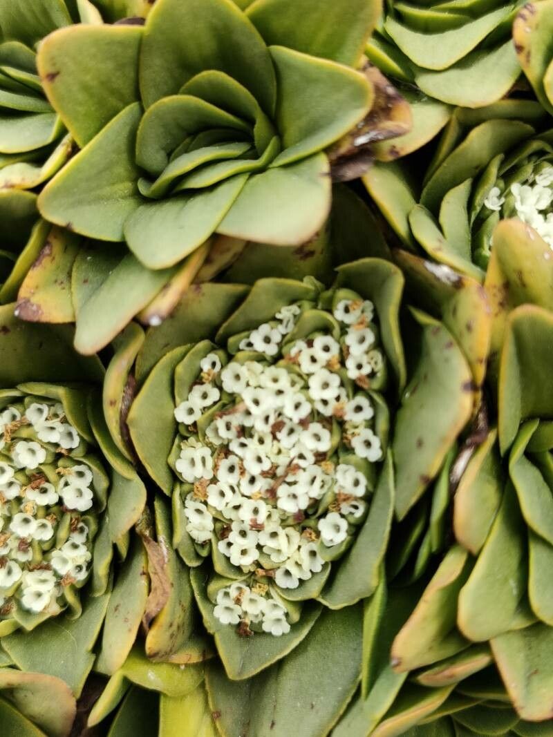 Valeriana erikae flower