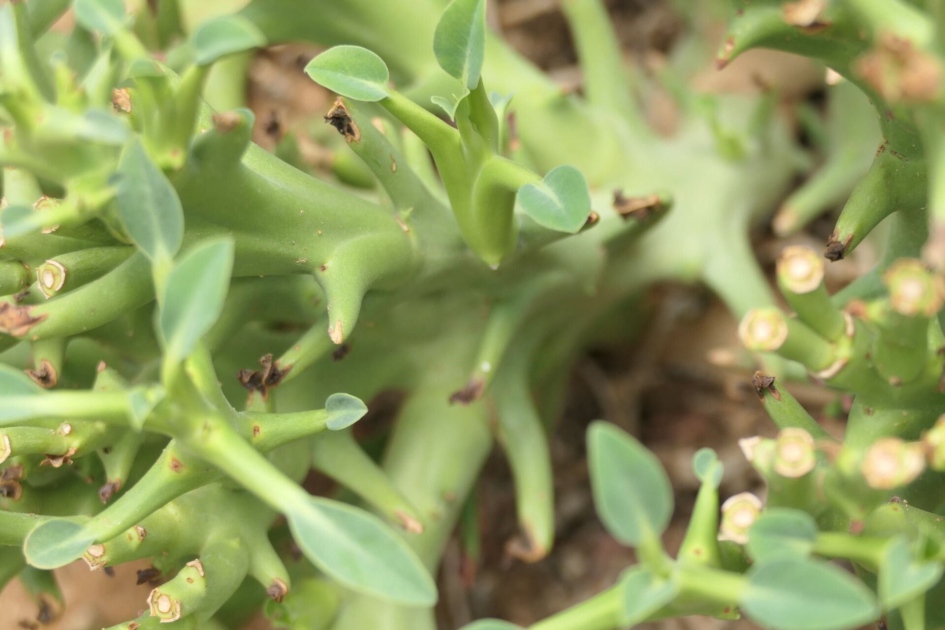 Euphorbia hamata bark
