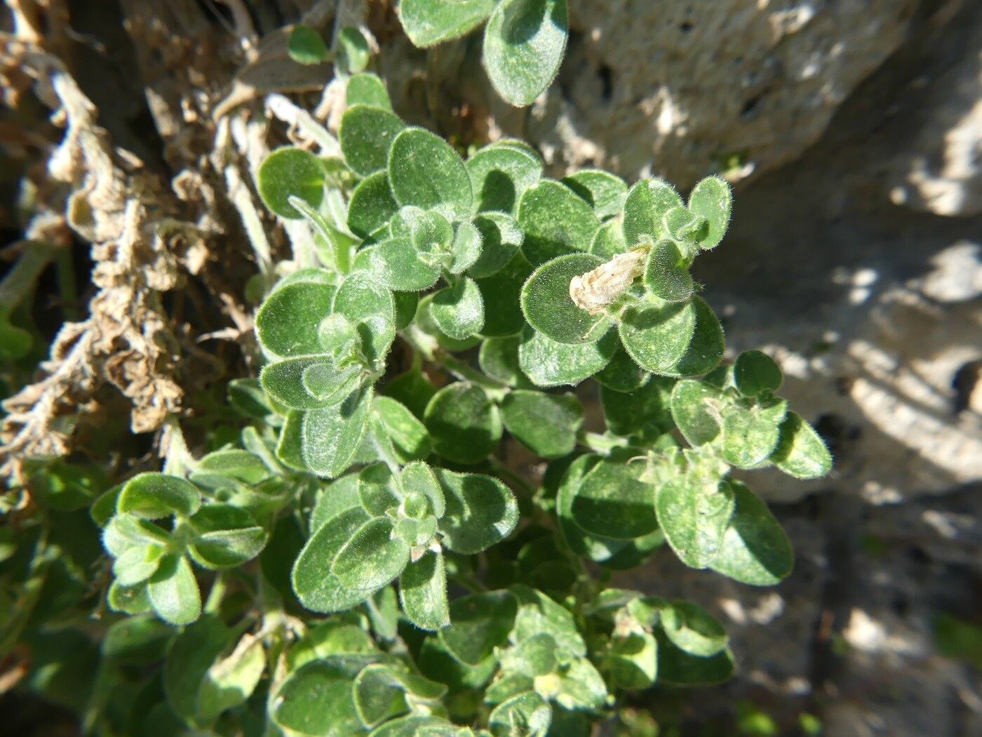 Antirrhinum molle — search result for 'Antirrhinum'