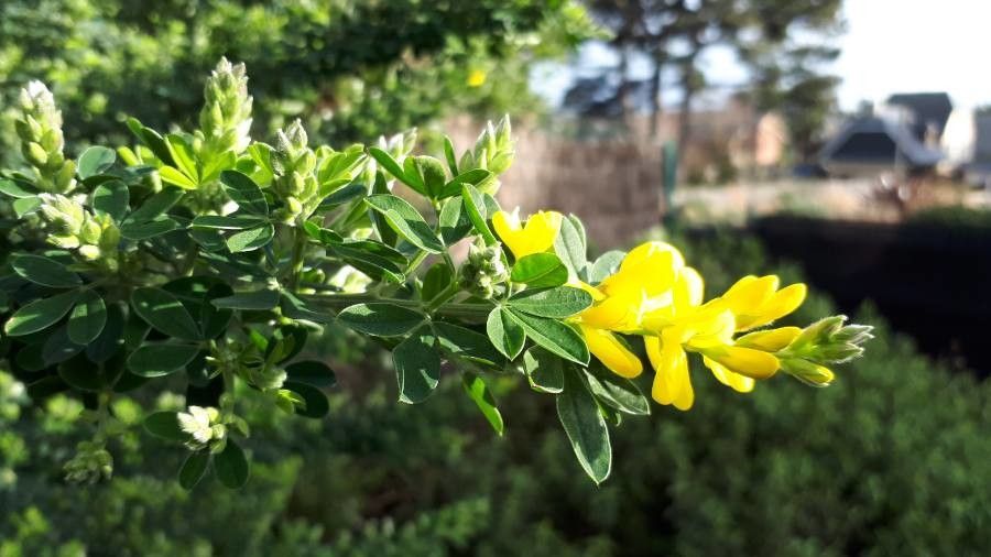 Genista ephedroides flower