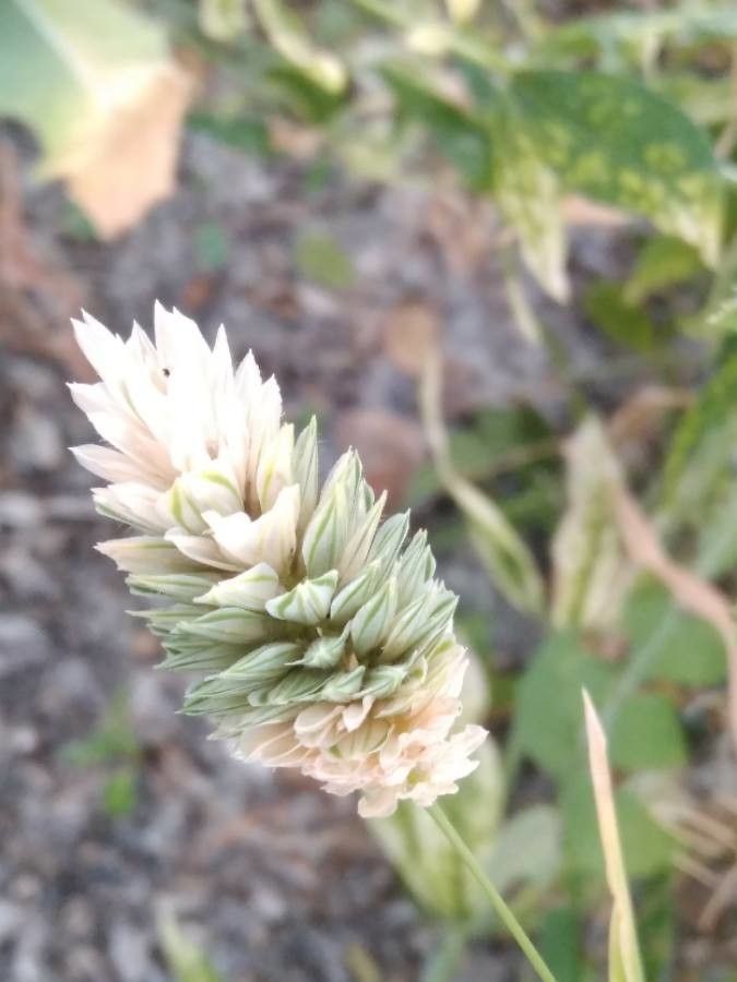 Phalaris aquatica fruit