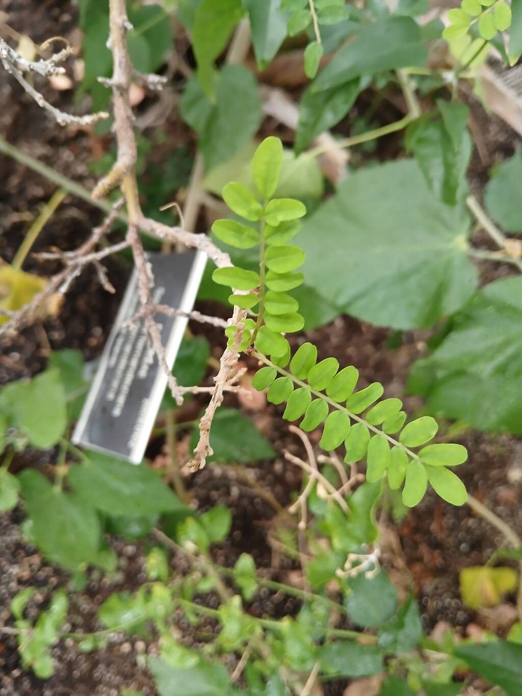 Sophora fernandeziana — search result for 'Sophora'
