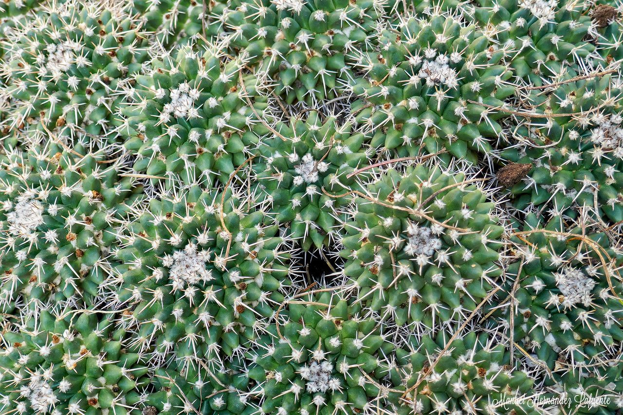 Mammillaria uncinata bark