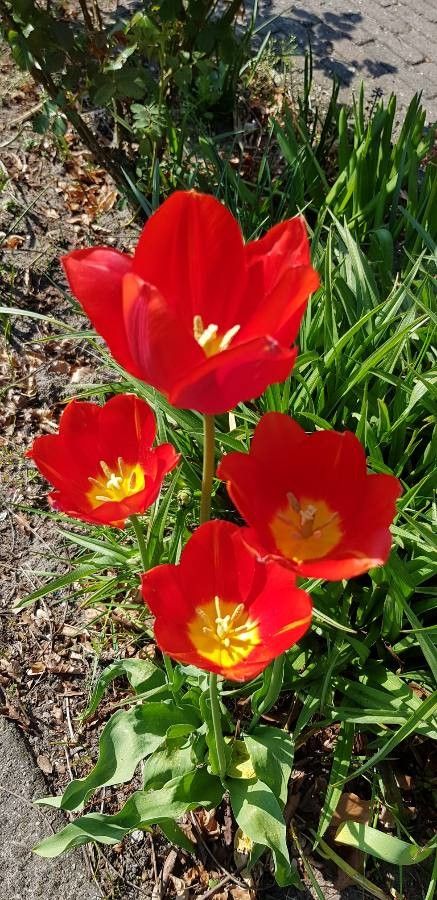 Tulipa mauriana flower