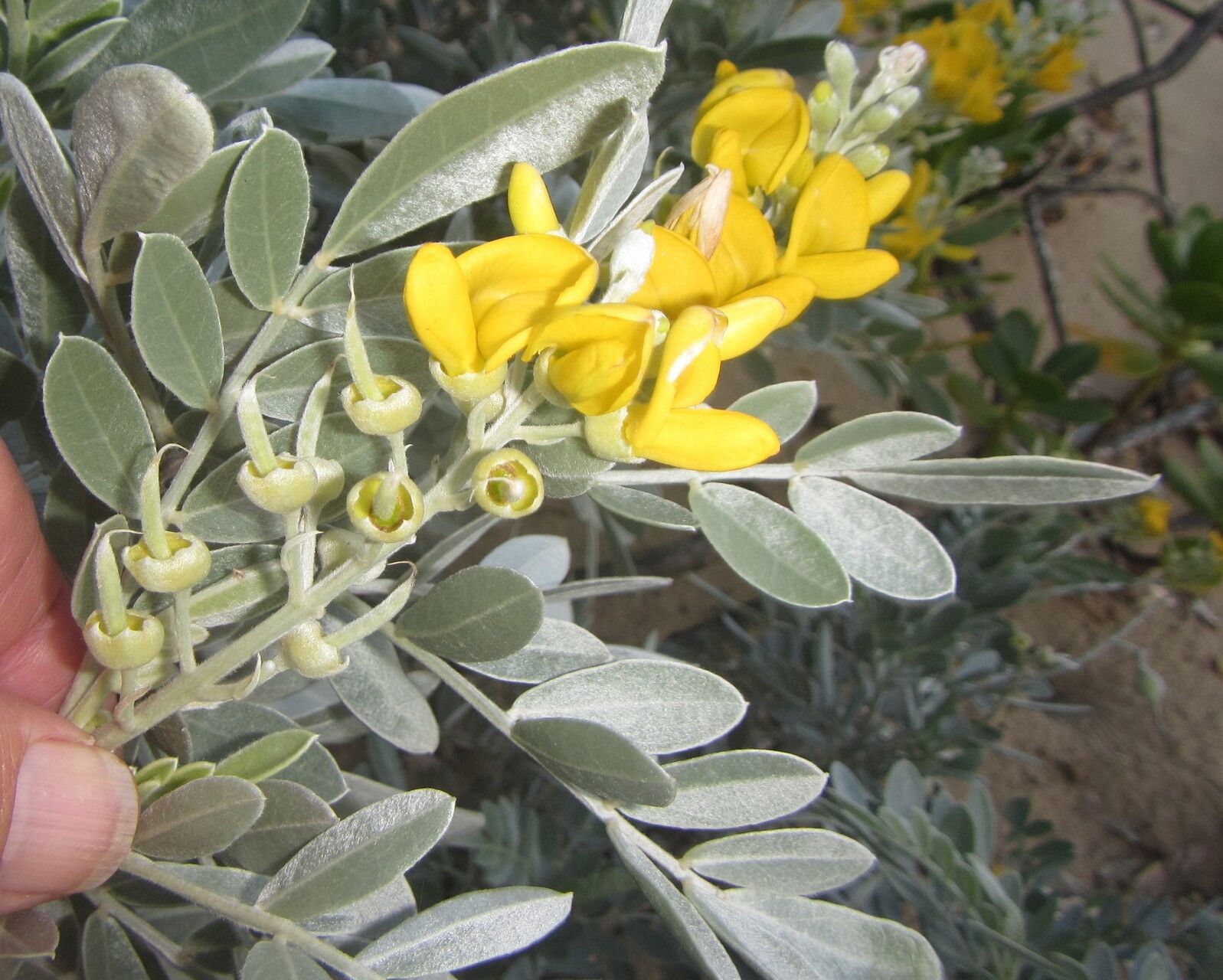 Sophora inhambanensis — search result for 'Sophora'