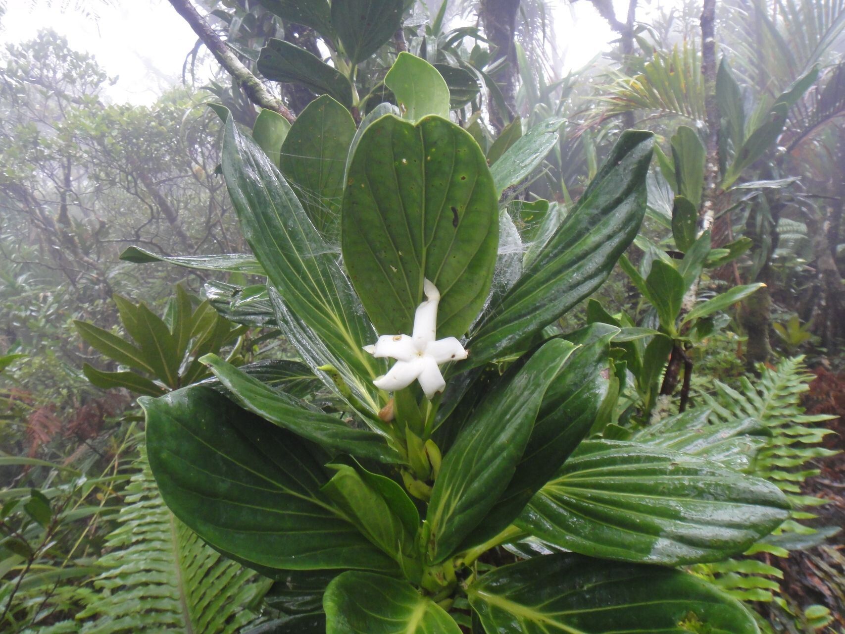 Atractocarpus colnettianus — search result for 'Atractocarpus'