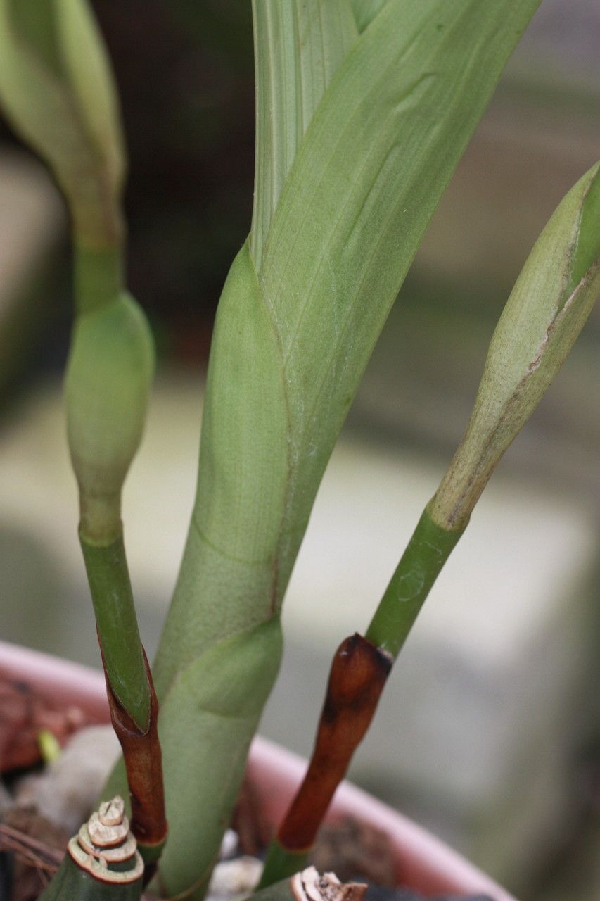 Anguloa × ruckeri bark