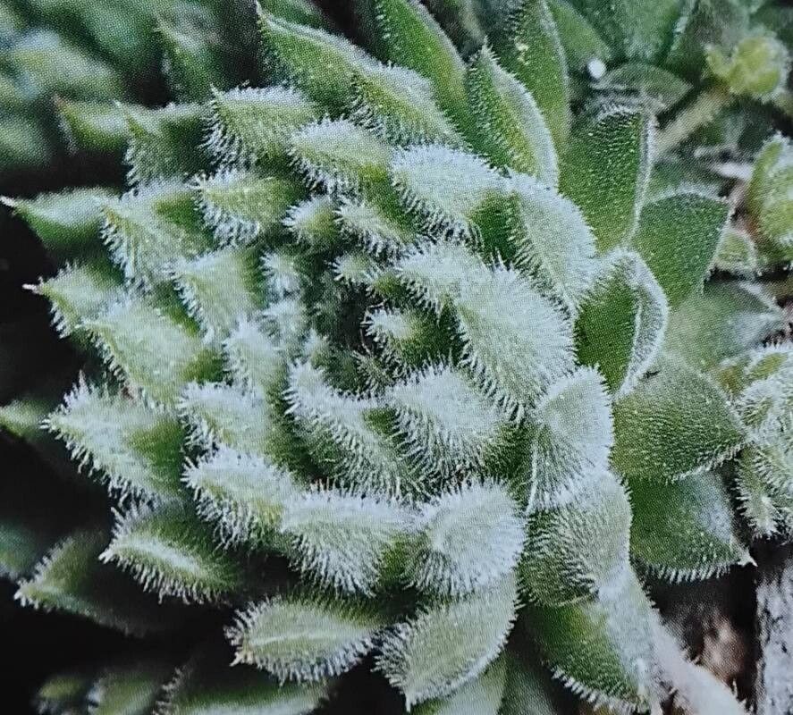 Sempervivum pumilum — search result for 'Sempervivum'