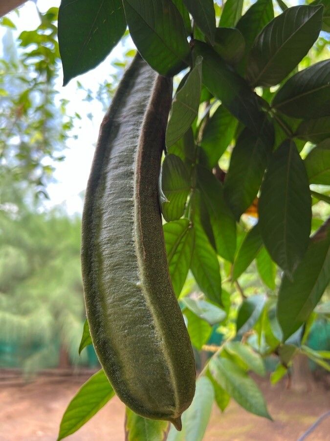 Senna viarum fruit