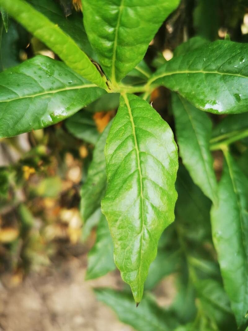 Trixis inula — search result for 'Perennial or annual'