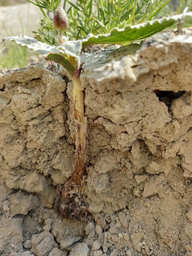 Scorzonera paradoxa fruit