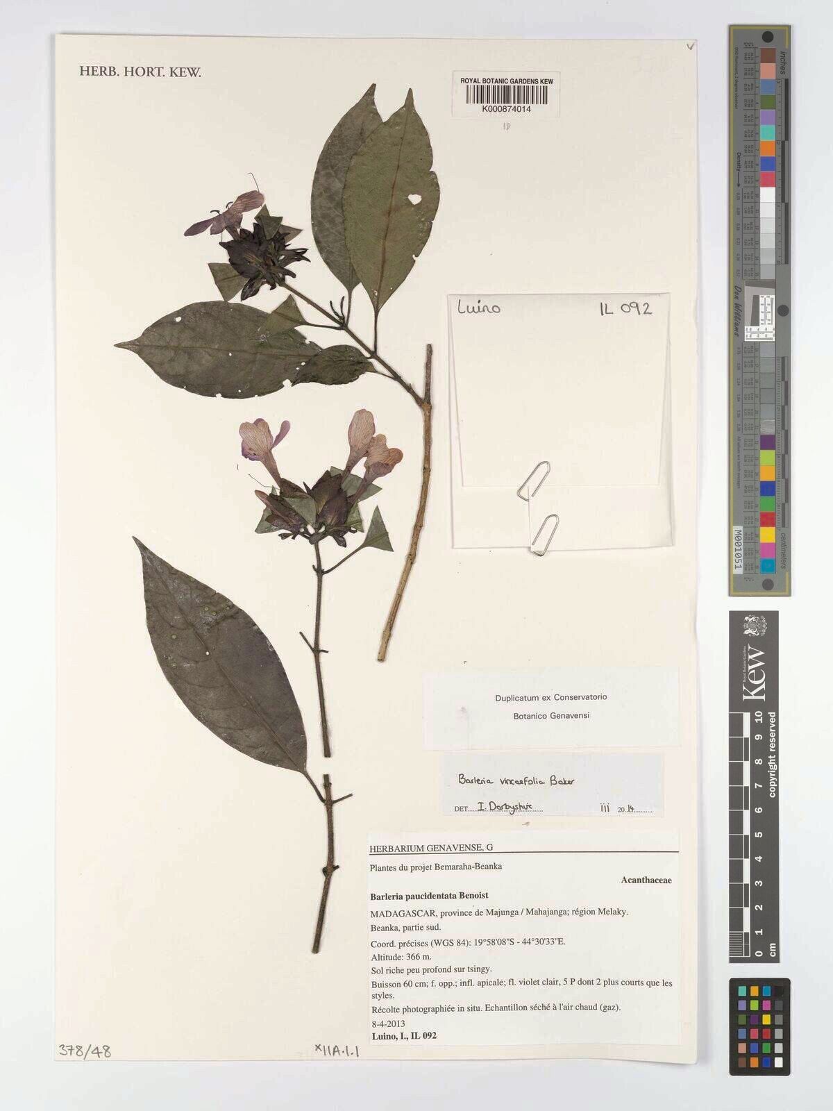 Barleria vincifolia — houseplant care guide