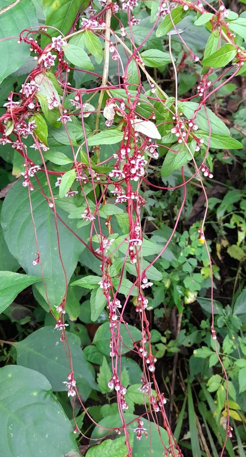 Cuscuta grandiflora habit