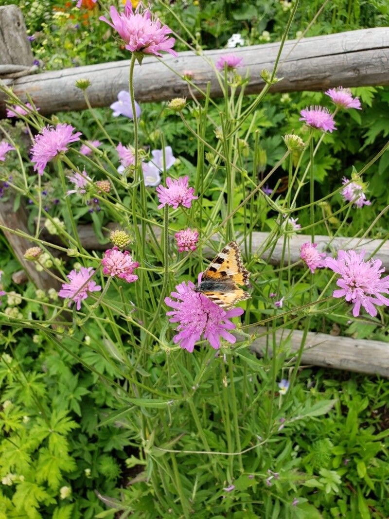 Knautia arvernensis flower