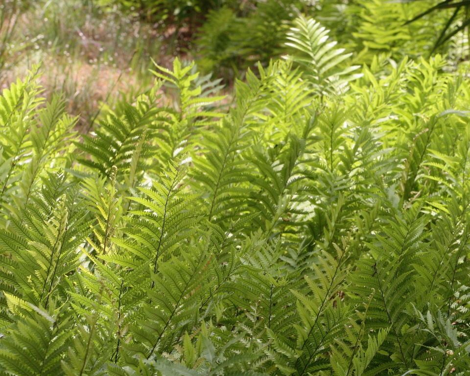 Woodwardia virginica habit