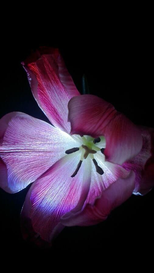 Tulipa lortetii flower