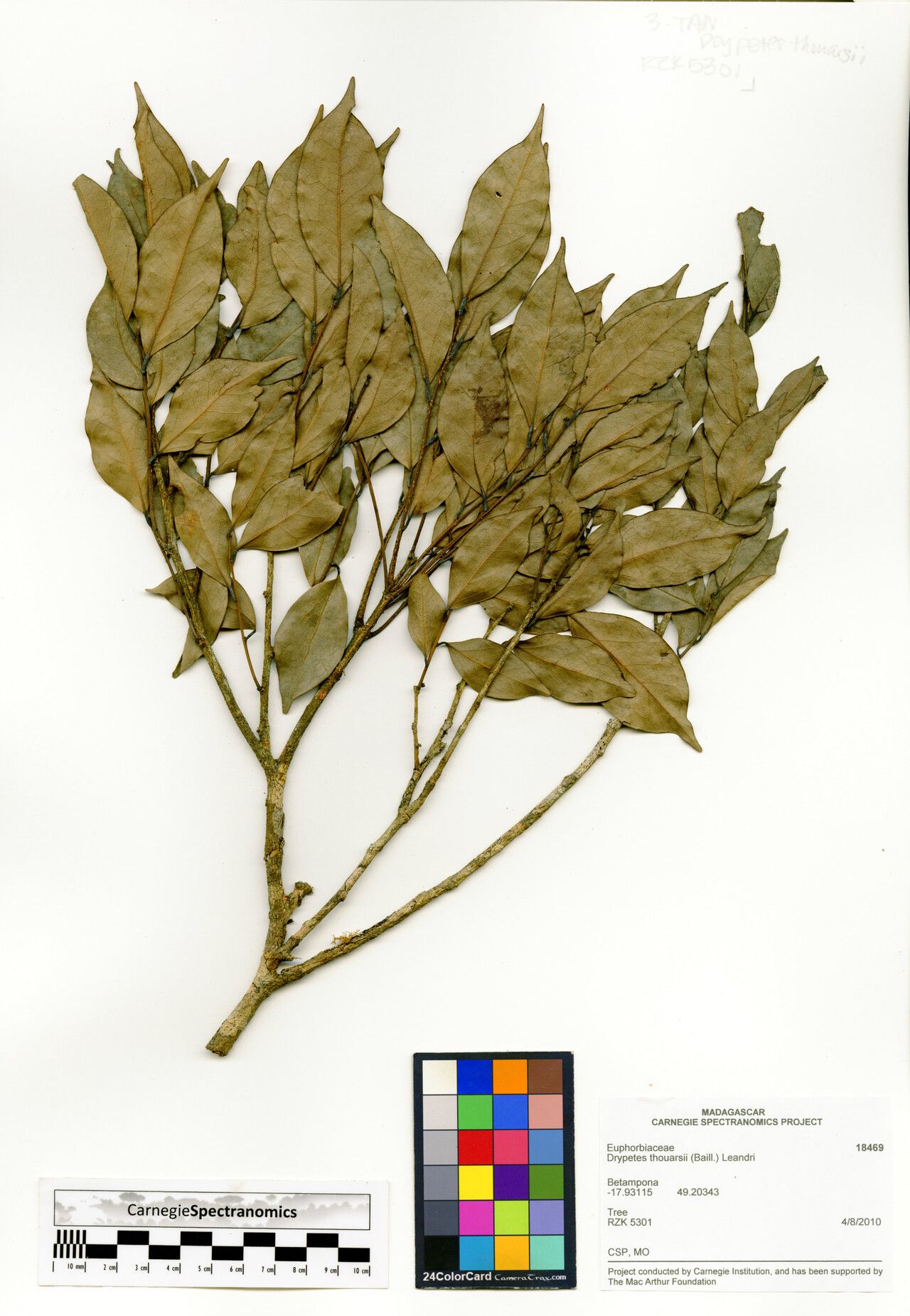 Drypetes thouarsii — houseplant care guide