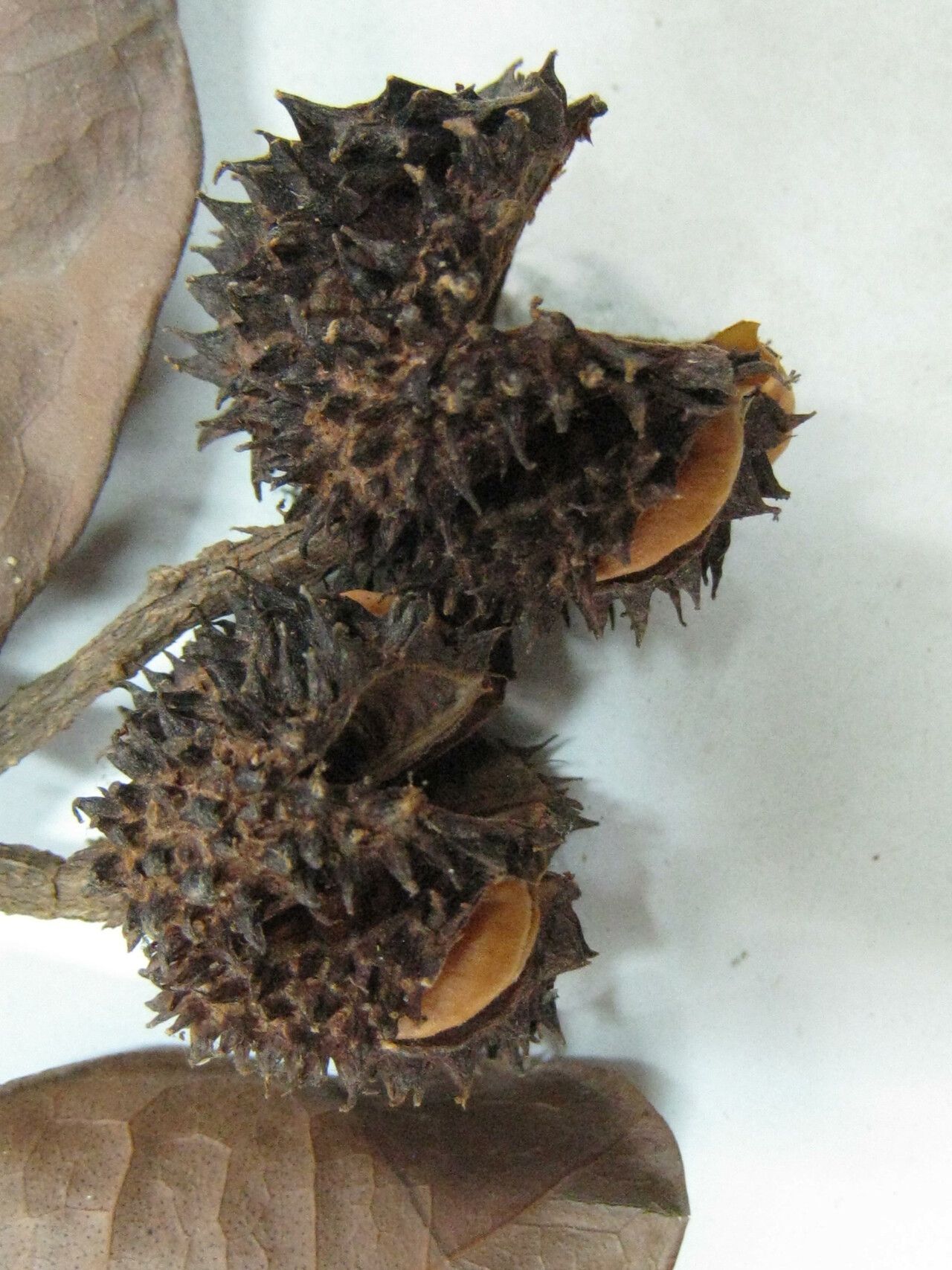 Esenbeckia grandiflora other