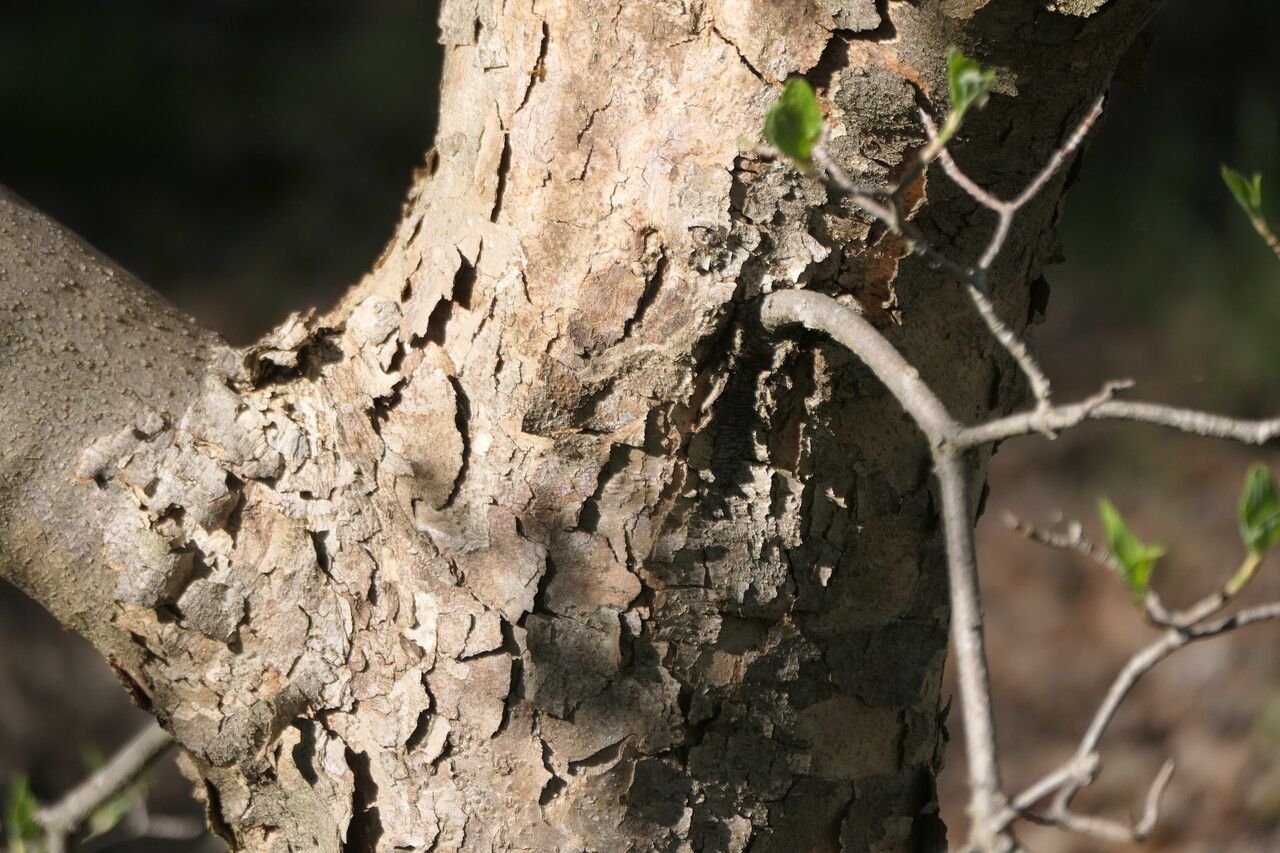 Cornus × rutgersensis bark