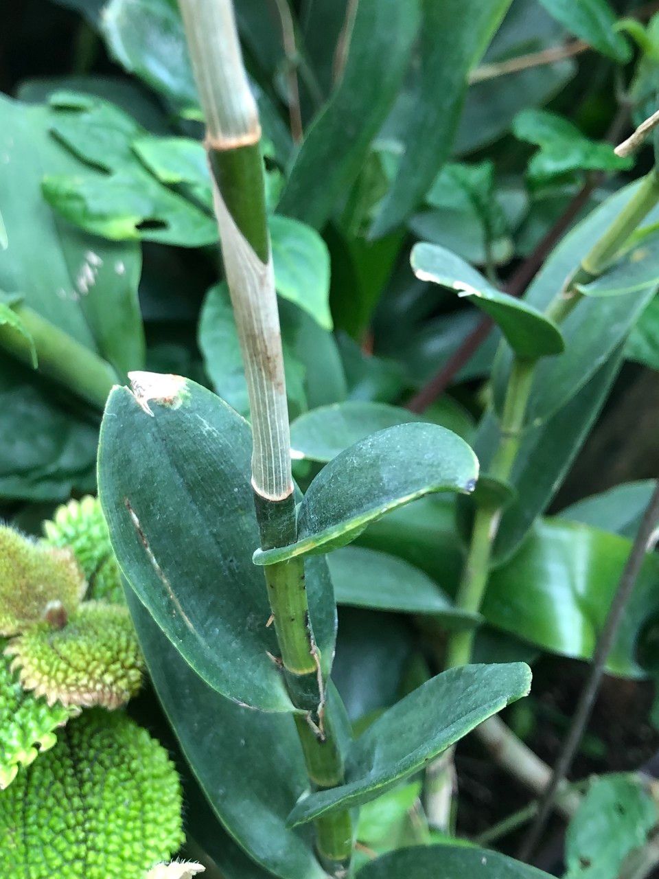 Epidendrum spp. bark