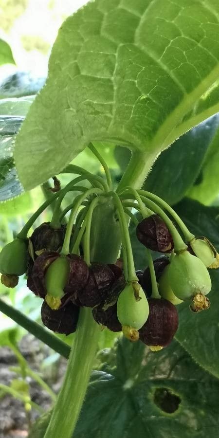 Podophyllum versipelle fruit
