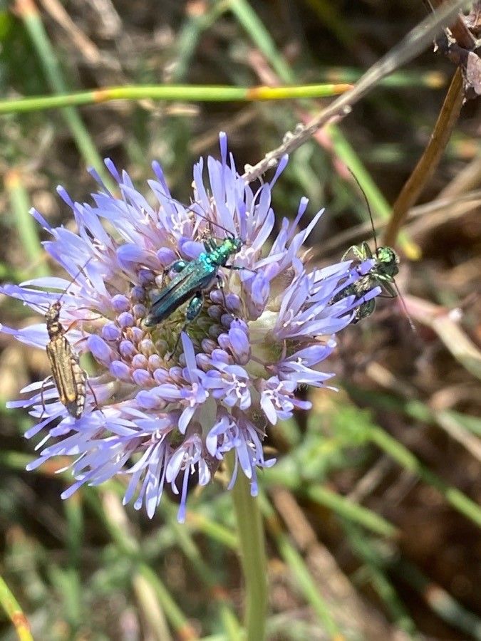 Jasione maritima flower