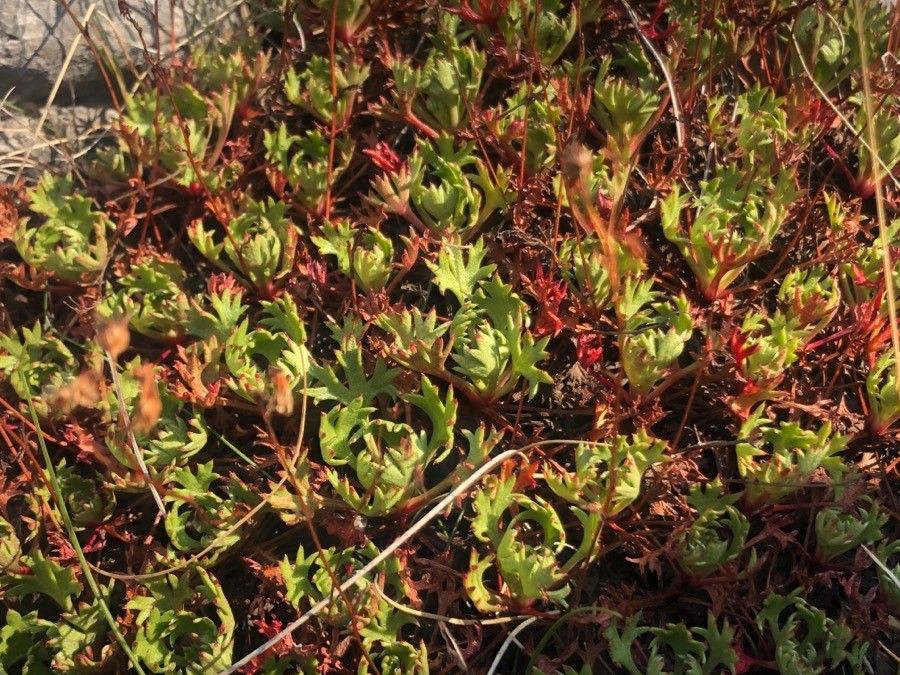 Saxifraga trifurcata — search result for 'Saxifraga'