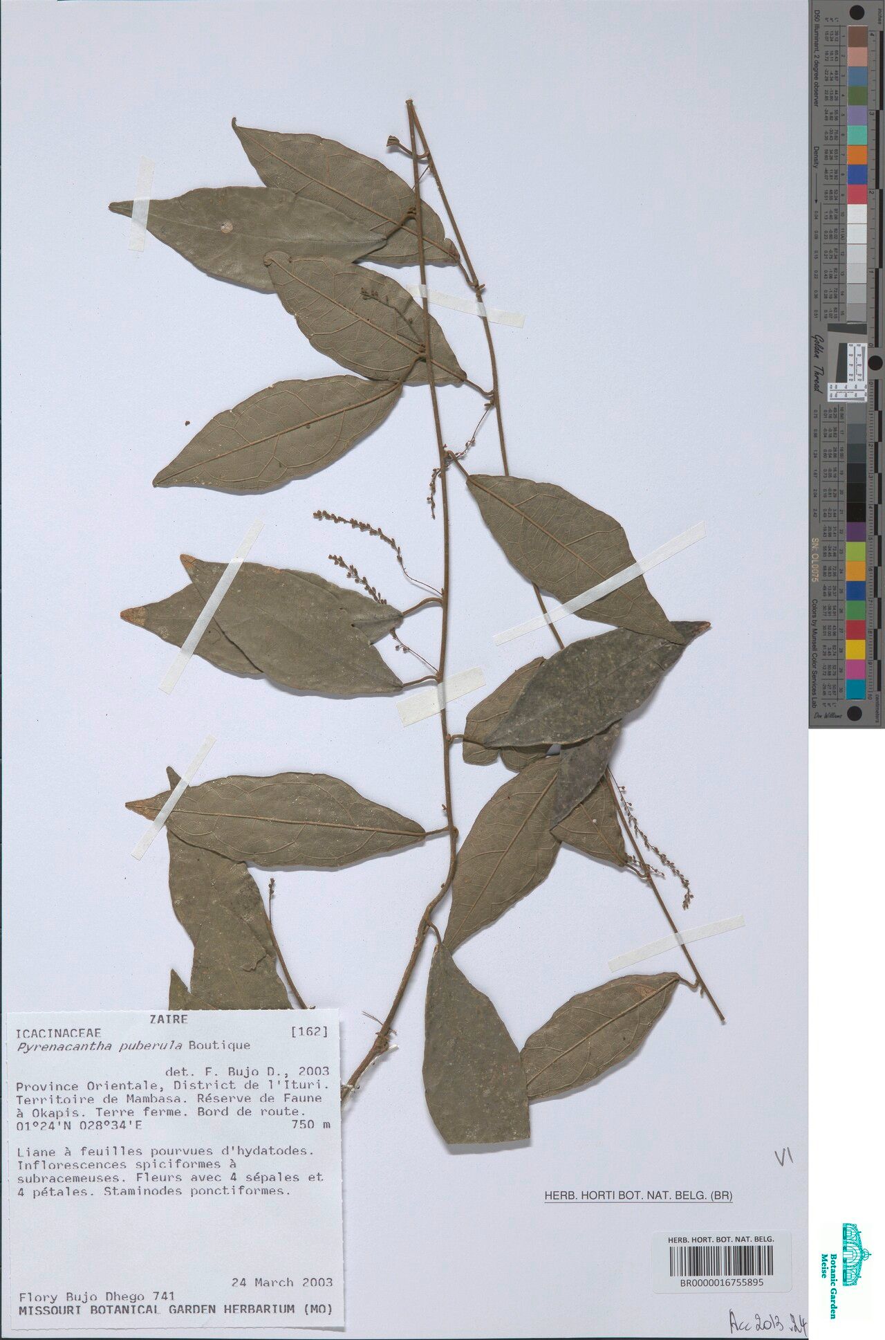 Pyrenacantha puberula — houseplant care guide