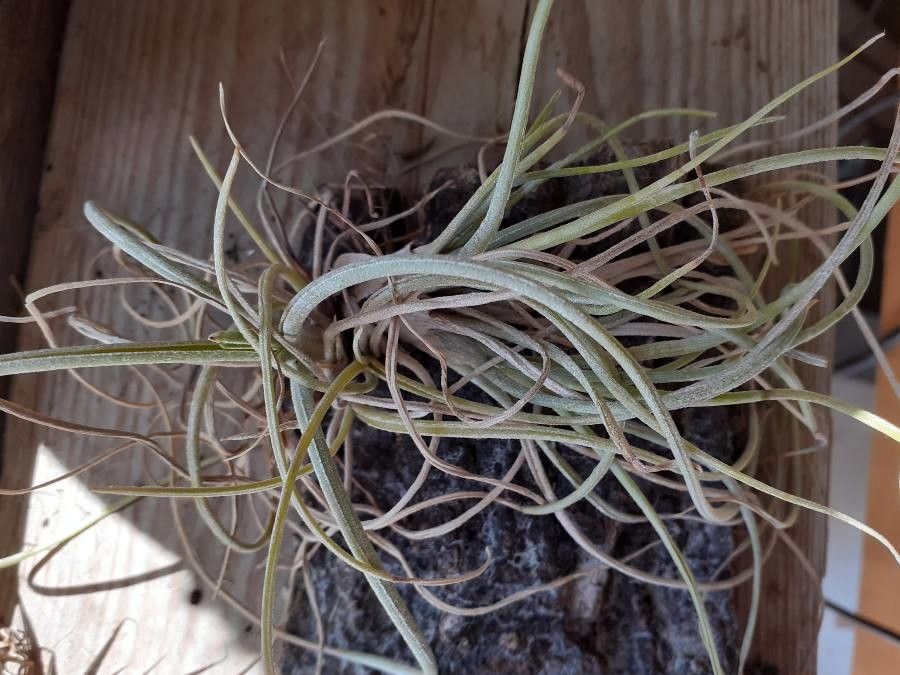 Tillandsia pseudobaileyi leaf