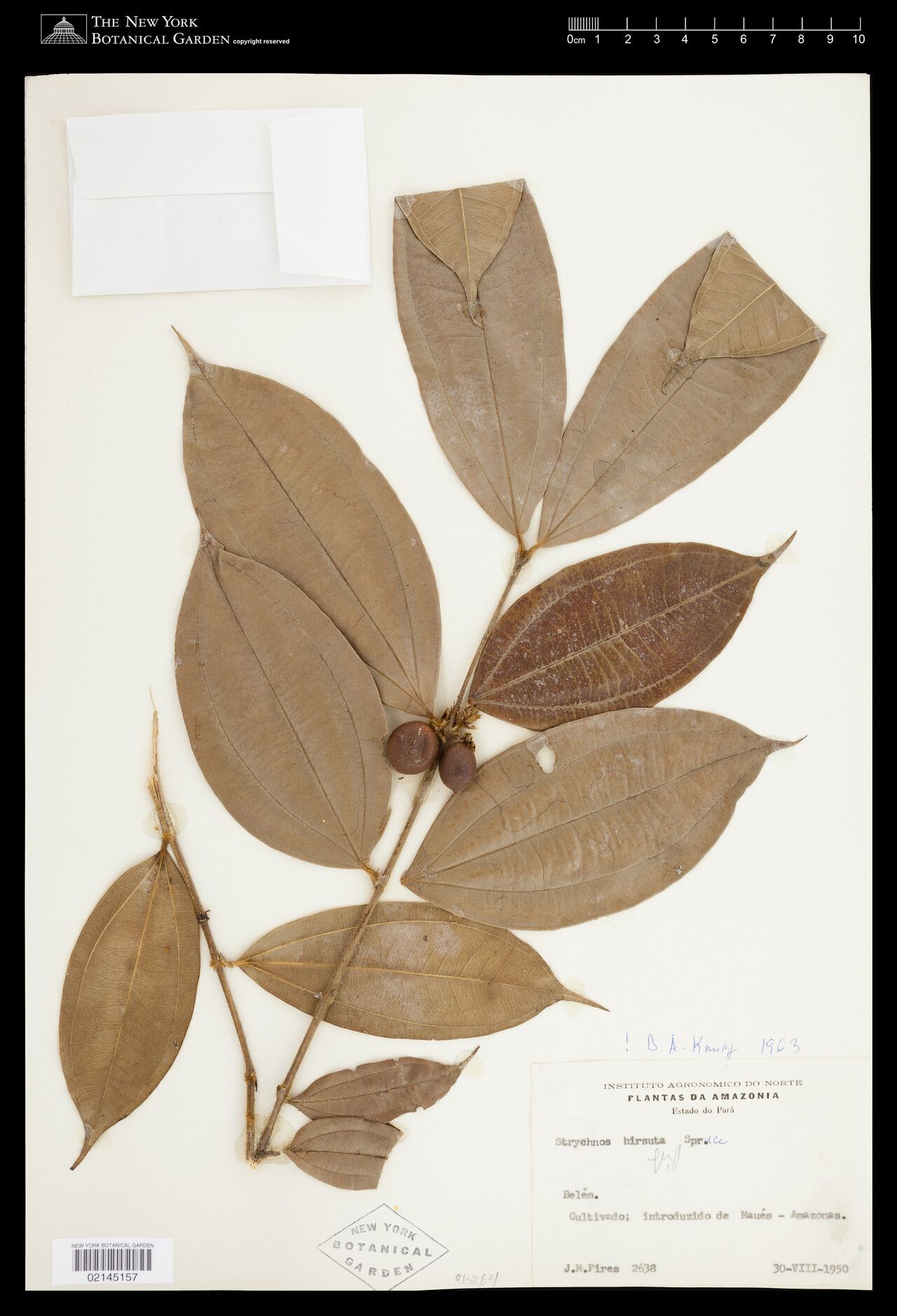 Strychnos hirsuta fruit