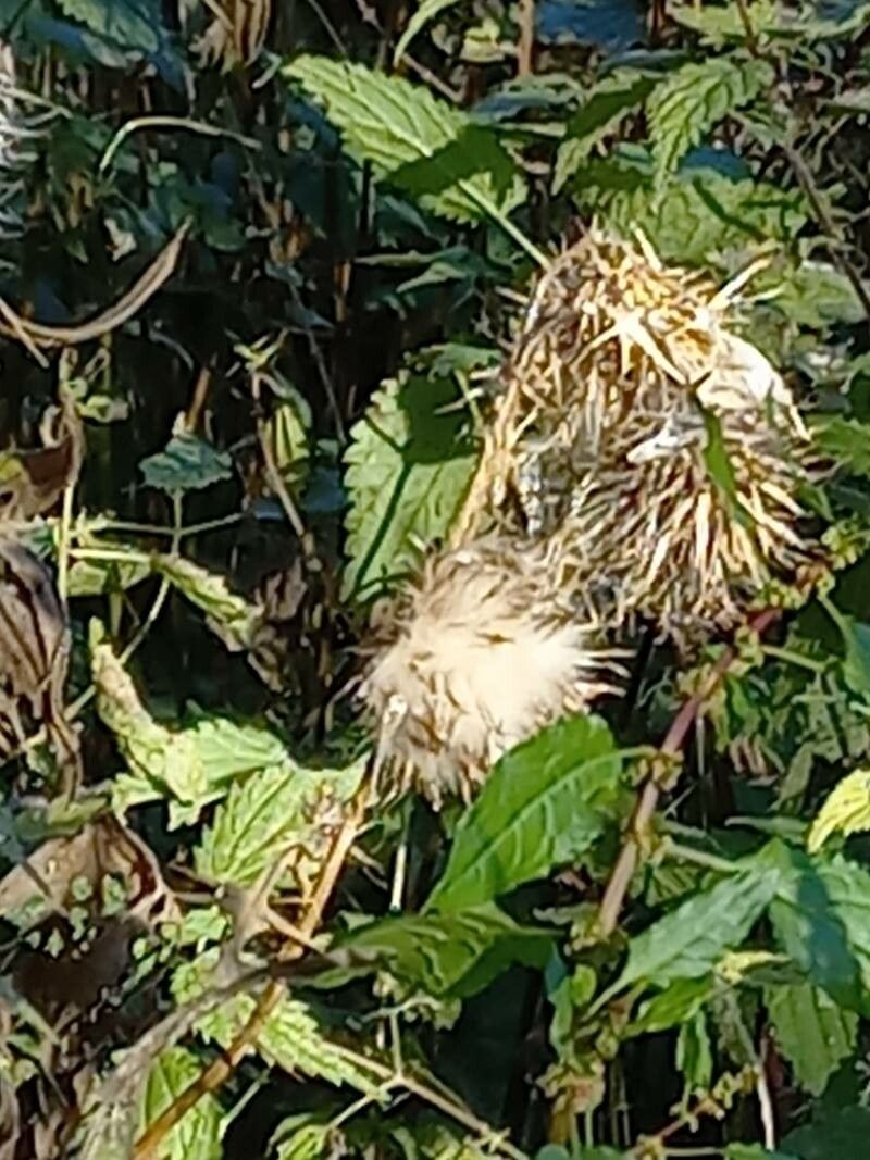 Cirsium creticum fruit