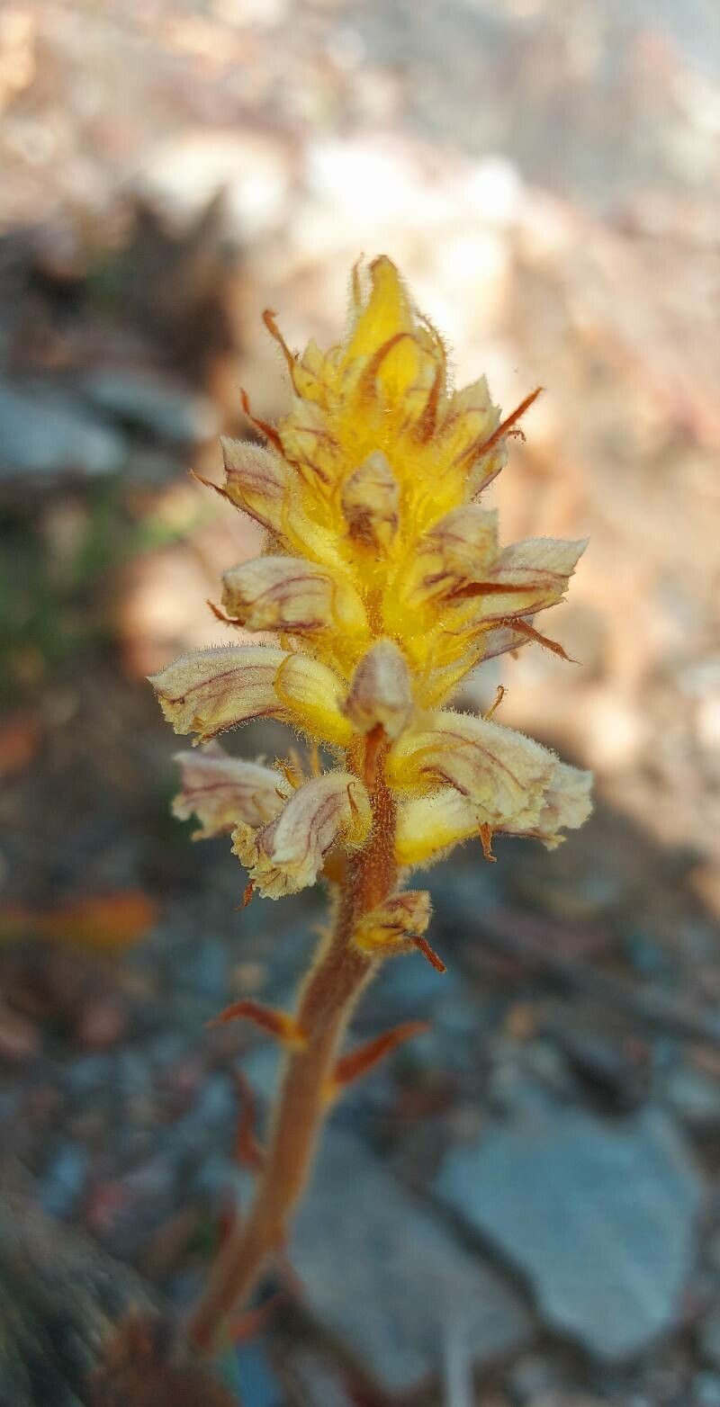 Orobanche artemisiae-campestris — houseplant care guide