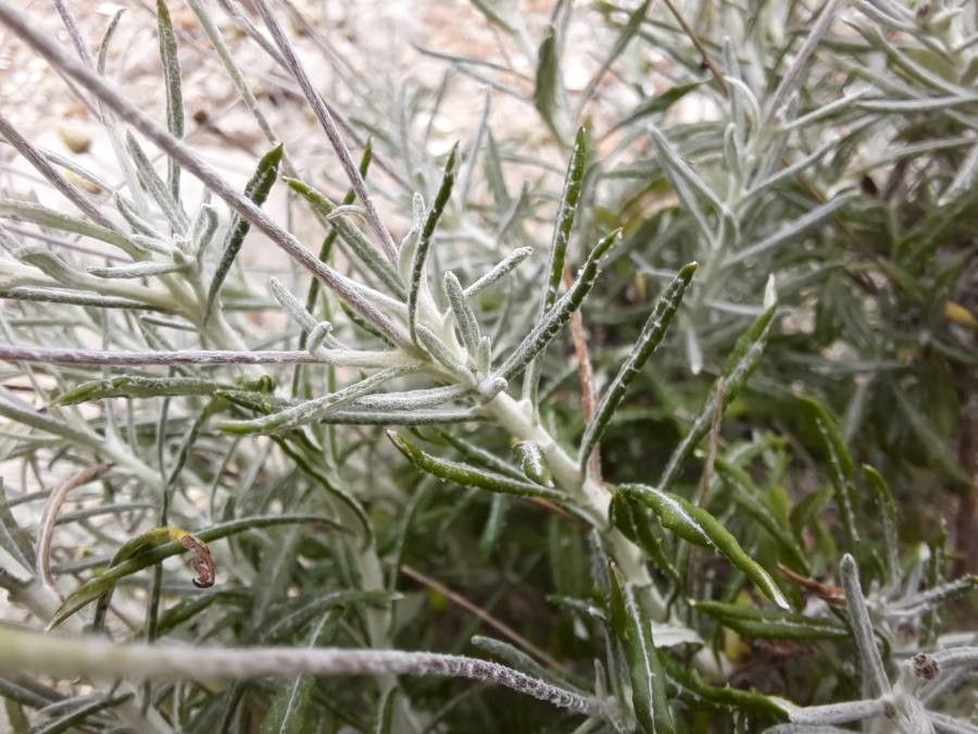 Phagnalon rupestre leaf