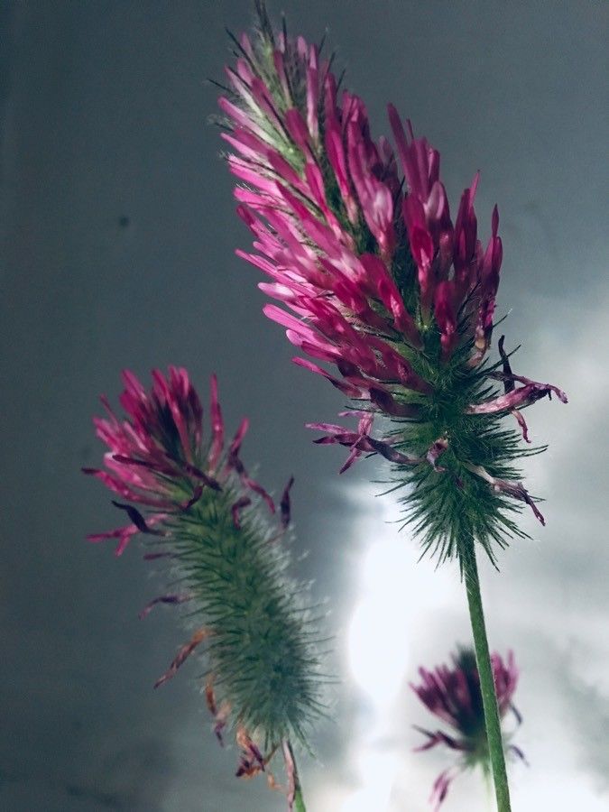 Trifolium purpureum flower