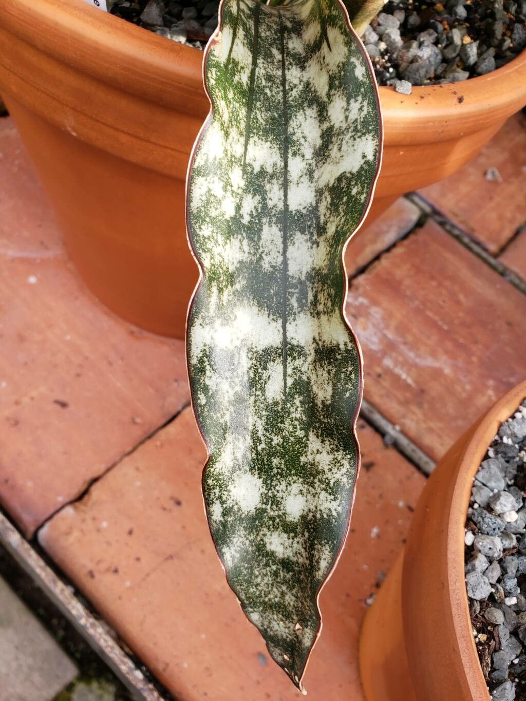 Dracaena pethera — search result for 'Sansevieria'