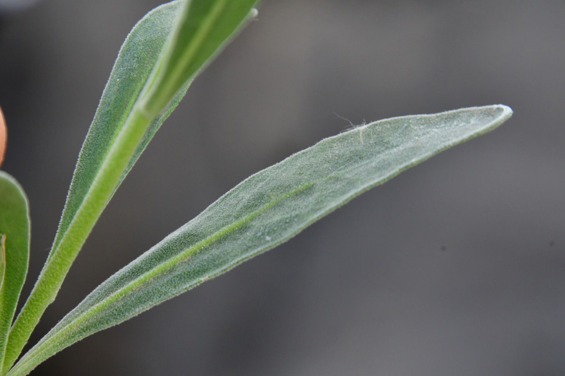 Matthiola maderensis — search result for 'Matthiola'