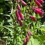 Penstemon barbatus
