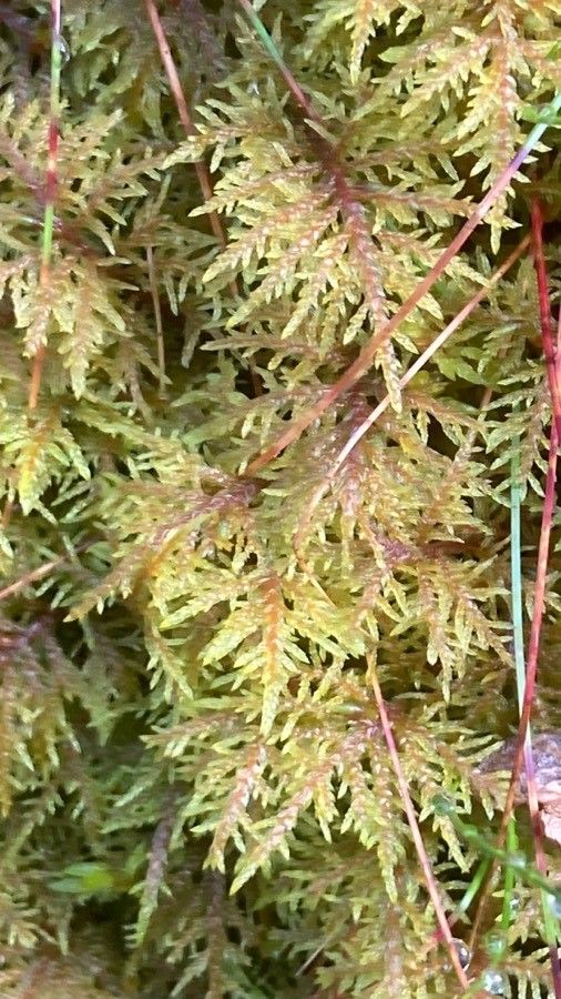 Saxifraga aspera leaf