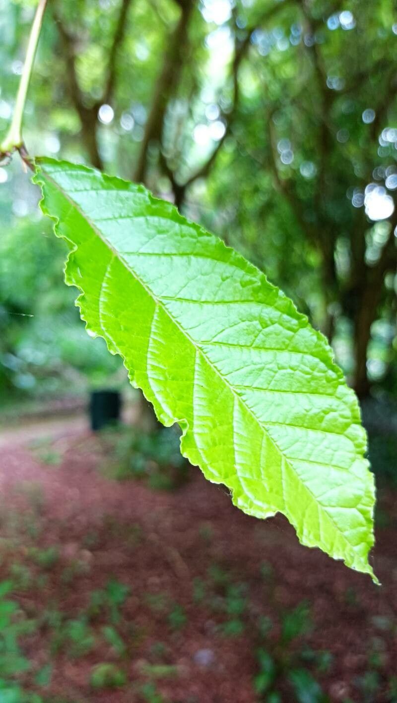 Campomanesia reitziana — houseplant care guide