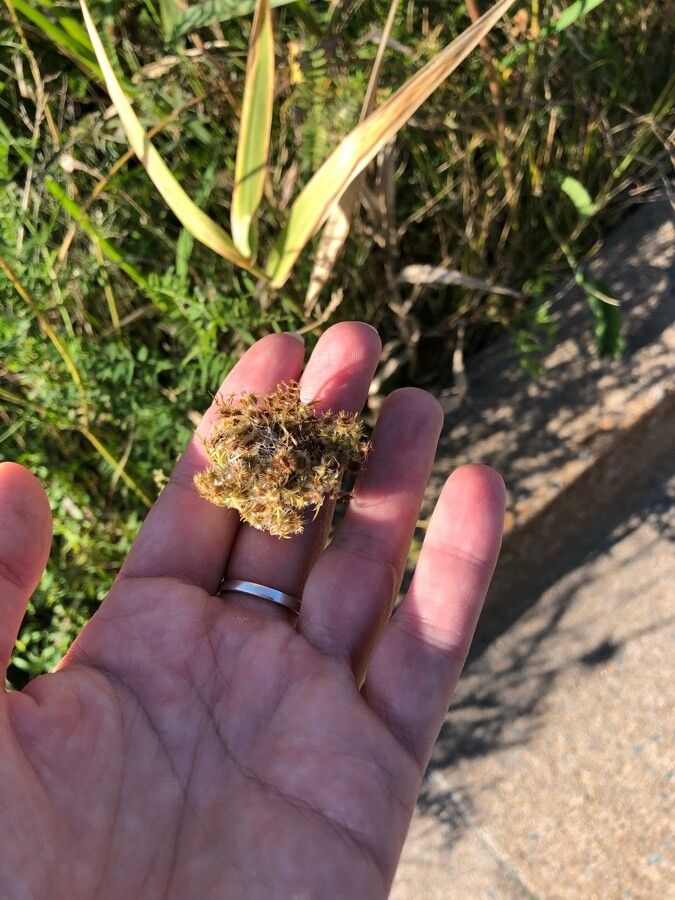 Fuirena umbellata fruit