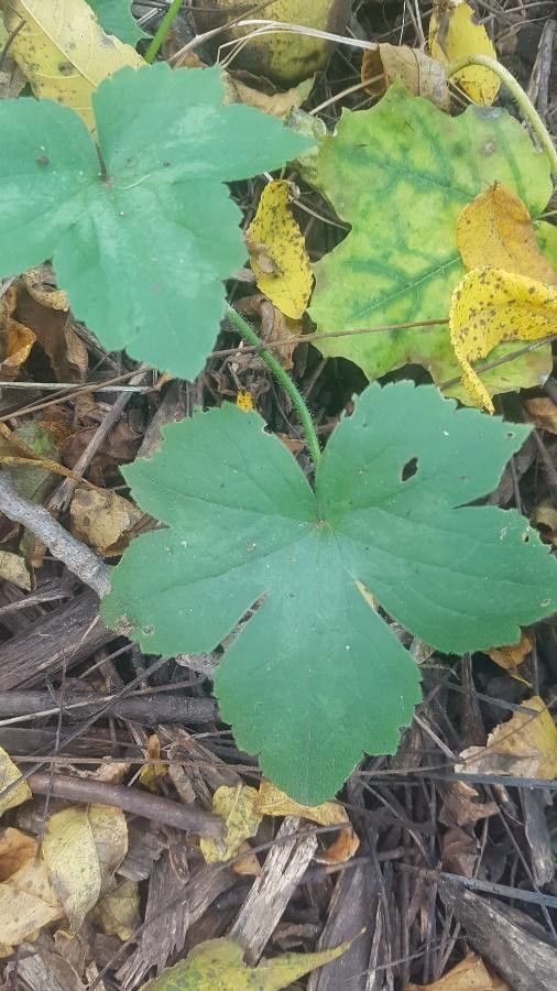 Ranunculus recurvatus leaf