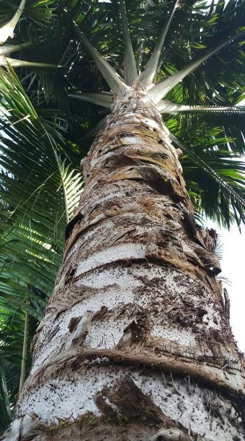 Metroxylon sagu bark