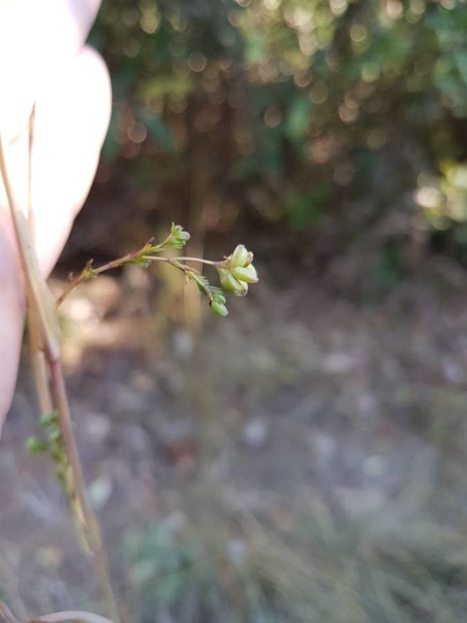 Bupleurum praealtum fruit