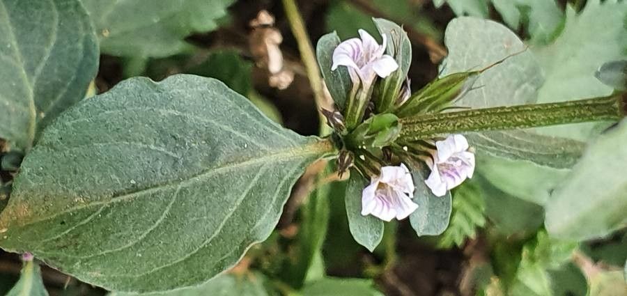 Dyschoriste clinopodioides flower