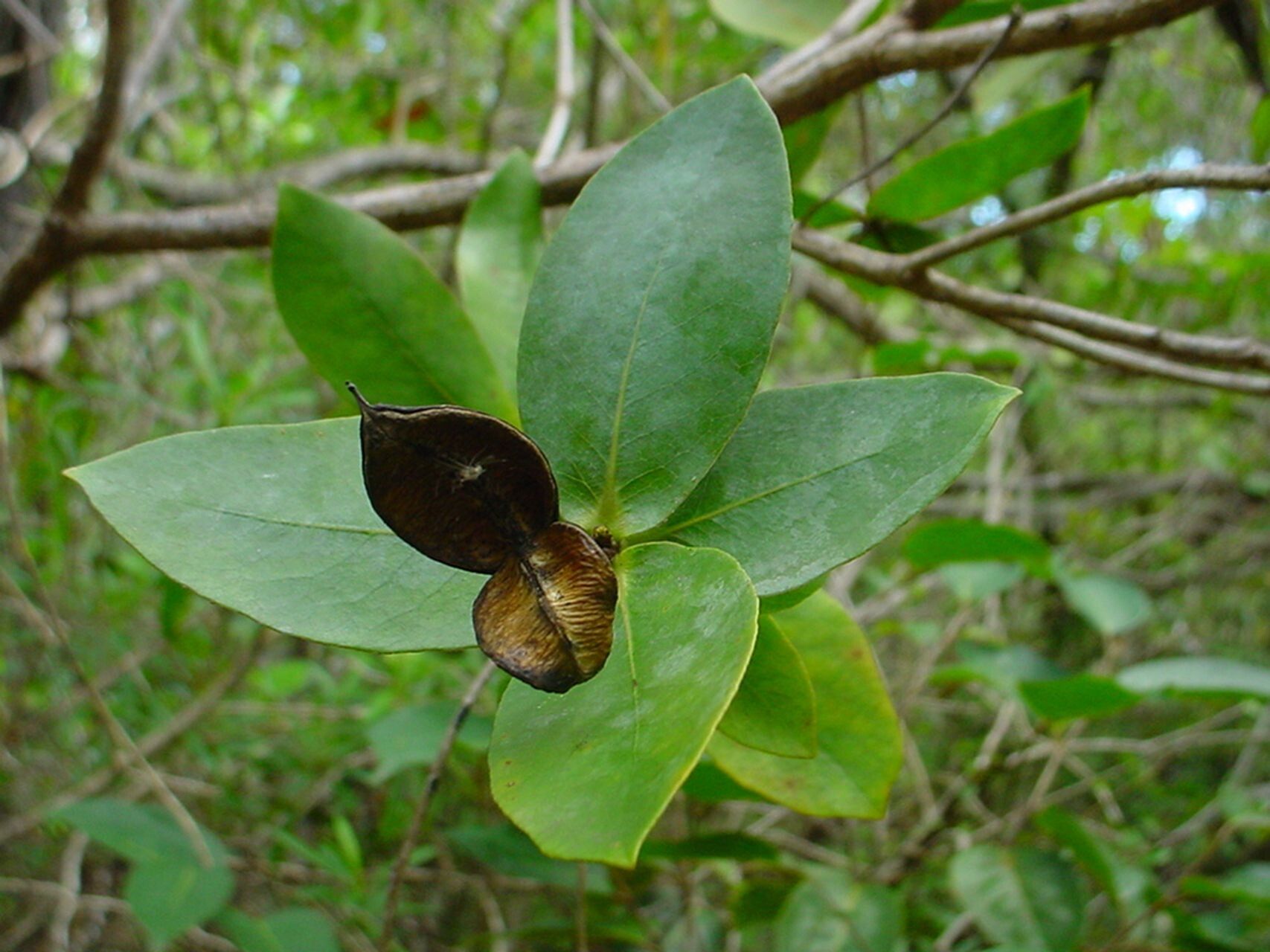 Pittosporum gracile fruit