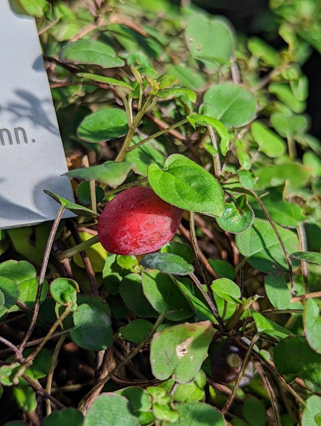 Fuchsia procumbens fruit