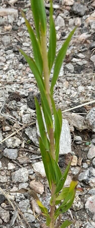Solidago argentinensis
